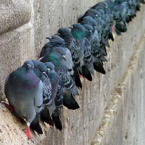 Arezzo-allontanamento Volatili e piccioni
