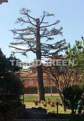 Arezzo - Taglio alberi