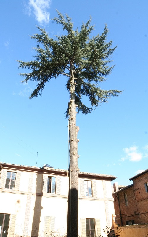Arezzo - Potatori alberi alto fusto