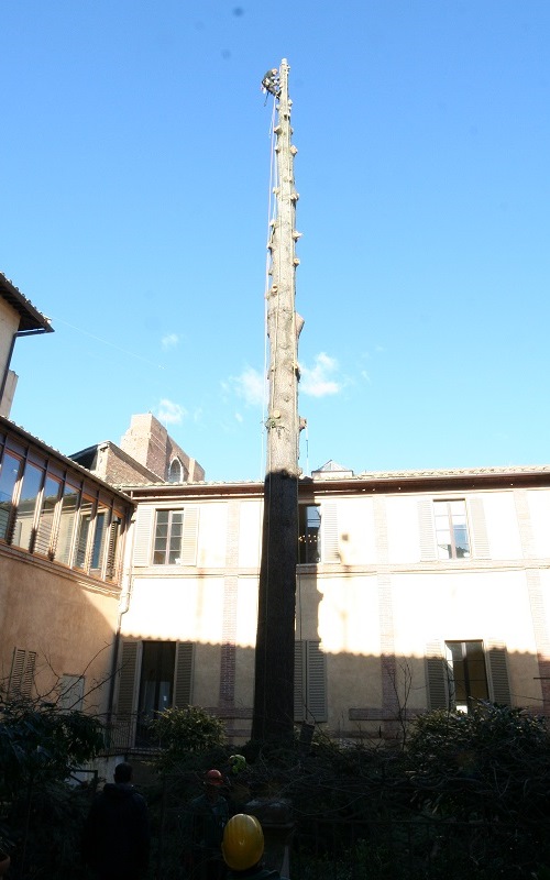 Arezzo - Potatura Cipresso