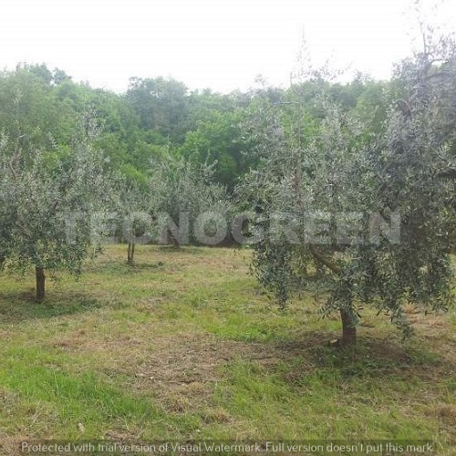 Potatura Oliveto 