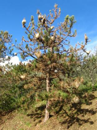 Cura delle piante Colle Vel d'Elsa Siena - Processionaria