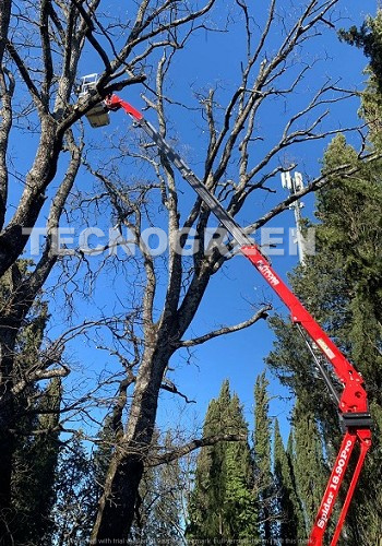 Grosseto | Potatura piante con piattaforma aerea