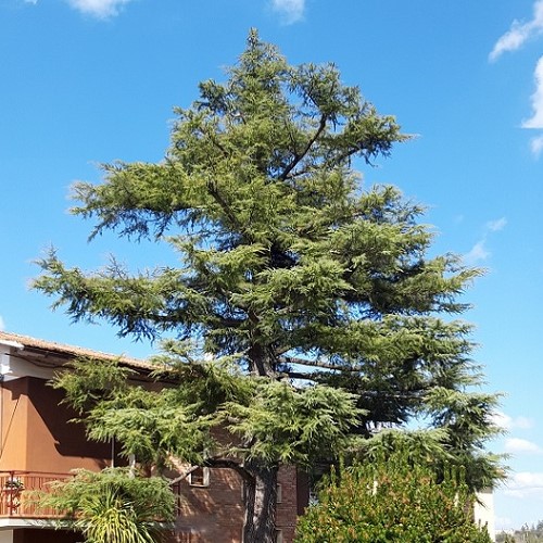 Grosseto | Taglio e abbattimento alberi e pini alto fusto