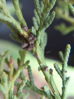Cura afide del cipresso Colle val d'Elsa Poggibonsi Siena - Tecnogreen