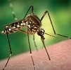 Disinfestazioni Zanzara Siena