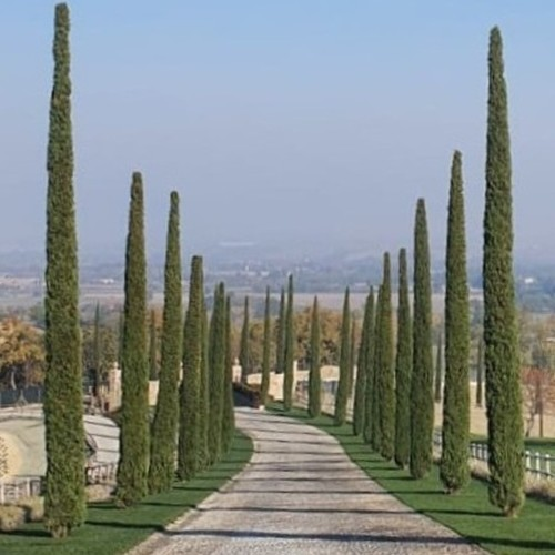 Giardiniere a Firenze realizzazione giardino privato. Giardiniere a Firenze realizzazione giardino privato.