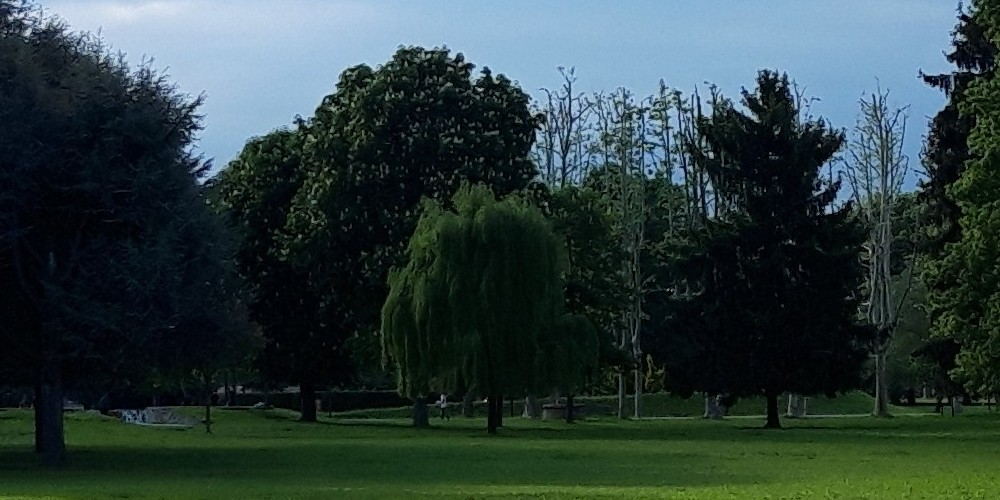 Taglio alberi alto fusto a Livorno