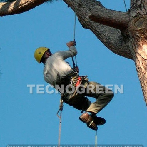 Abbattimento albrei con tecnica Tree Climbing Livorno Abbattimento albrei con tecnica Tree Climbing Livorno