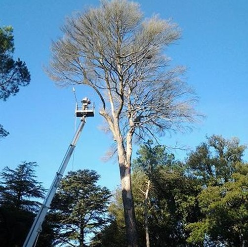 abbattimento-albero-vicino-casa-Livorno abbattimento-albero-vicino-casa-Livorno