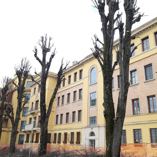 Potatura alberi alto fusto Firenze Potatura alberi alto fusto Firenze