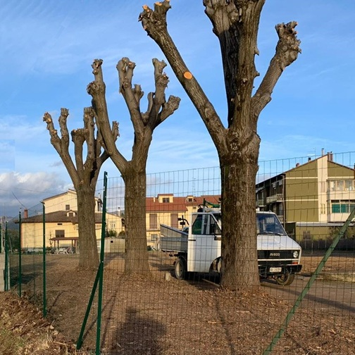 Taglio alberi con cestello a Firenze Taglio alberi con cestello a Firenze