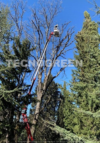 Taglio-alberi-giardino-privato-a-Livorno-e-provincia Taglio-alberi-giardino-privato-a-Livorno-e-provincia
