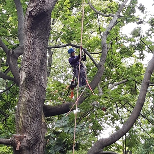 Potatura a taglio piante con tree Climbing a Livorno e provincia Potatura a taglio piante con tree Climbing a Livorno e provincia