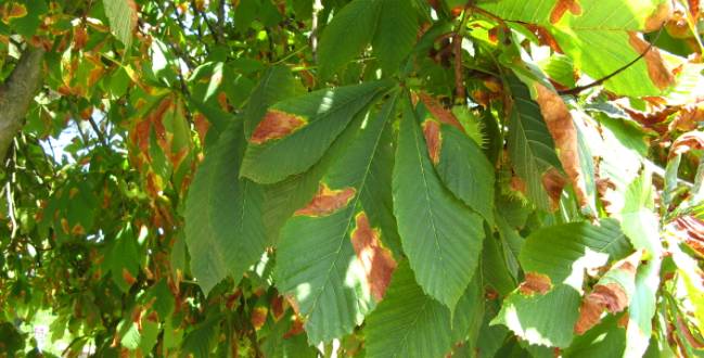 Antracnosi Ippocastano come curare le piante - Tecnogreen Colle Val d'Elsa Siena Firenze 