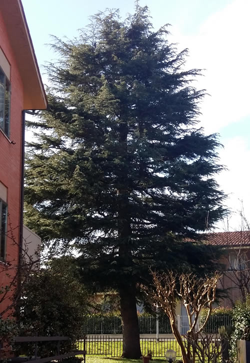 Grosseto | Potatura piante alto fusto