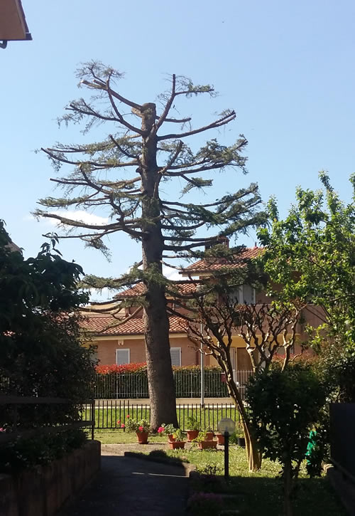 Grosseto | Potatura albero e Pini