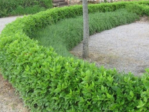 Manutenzione giardini a Grosseto e provincia
